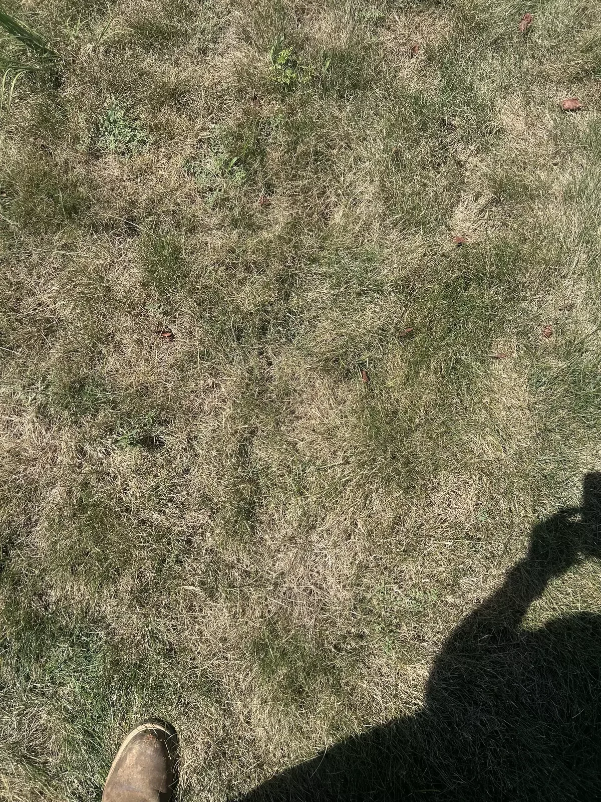 Why We Sometimes Skip a Mow: It's All Part of the Plan for a Healthier Lawn