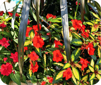 Vibrant red flowers surrounded by green and yellow foliage, with tall, dark leaves interspersed.