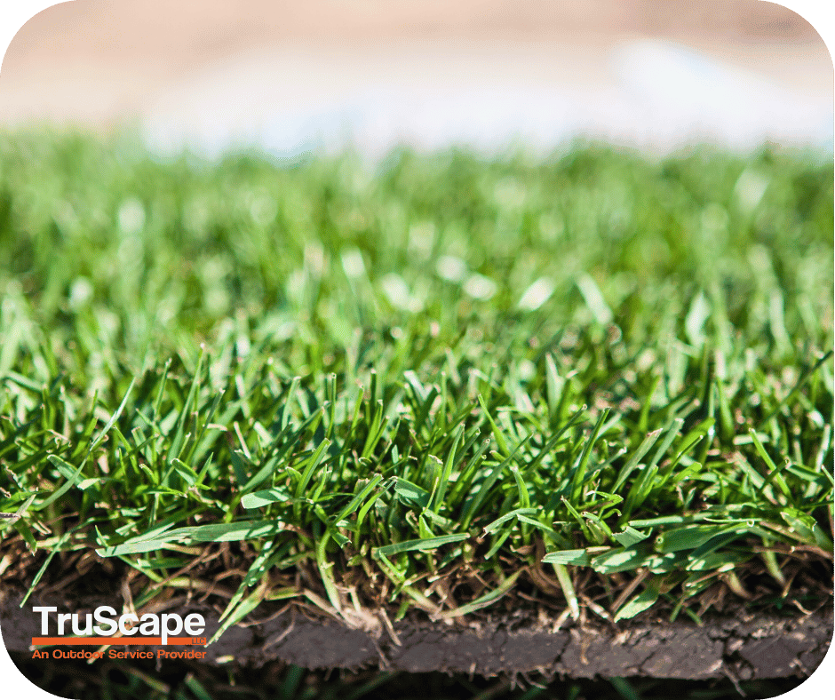 Close-up view of freshly laid green sod, with visible soil base and vibrant grass blades, promoting landscaping services.