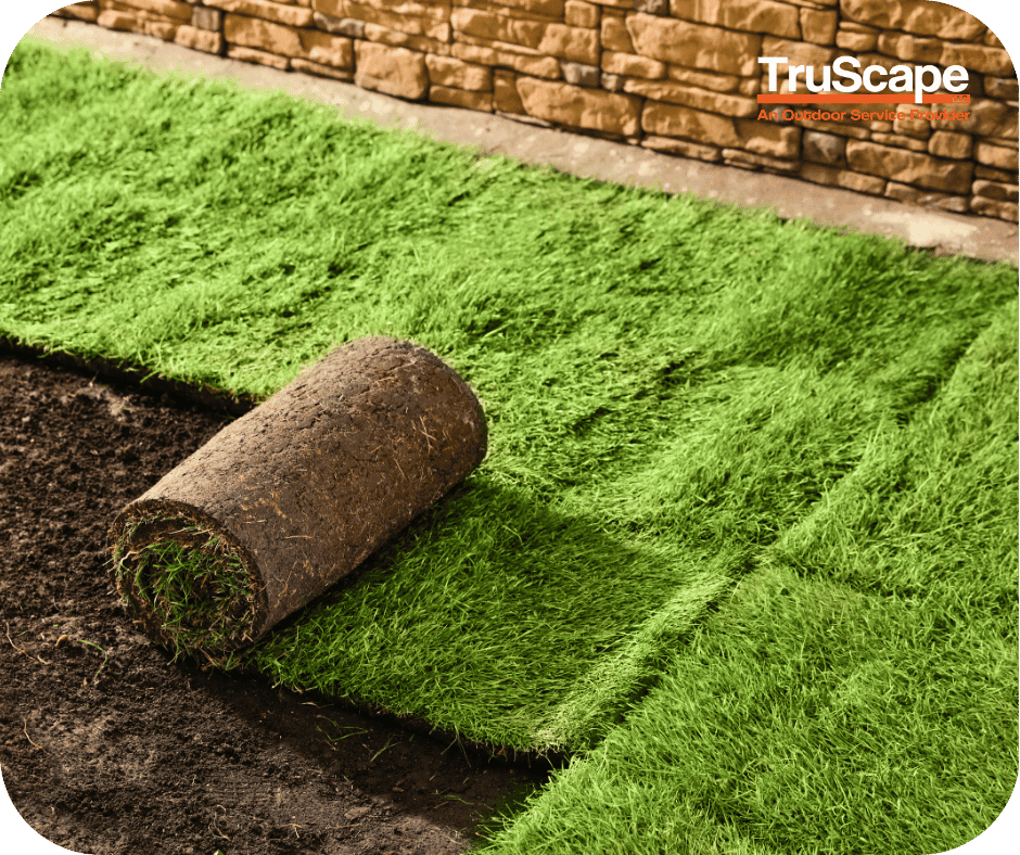 Fresh sod being rolled out onto soil in a yard, with a stone wall in the background.