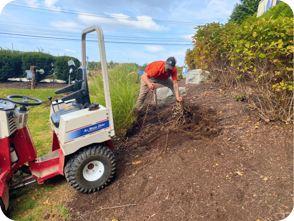 Landscaper using an all-wheel-drive machine to remove a large shrub root from a garden.