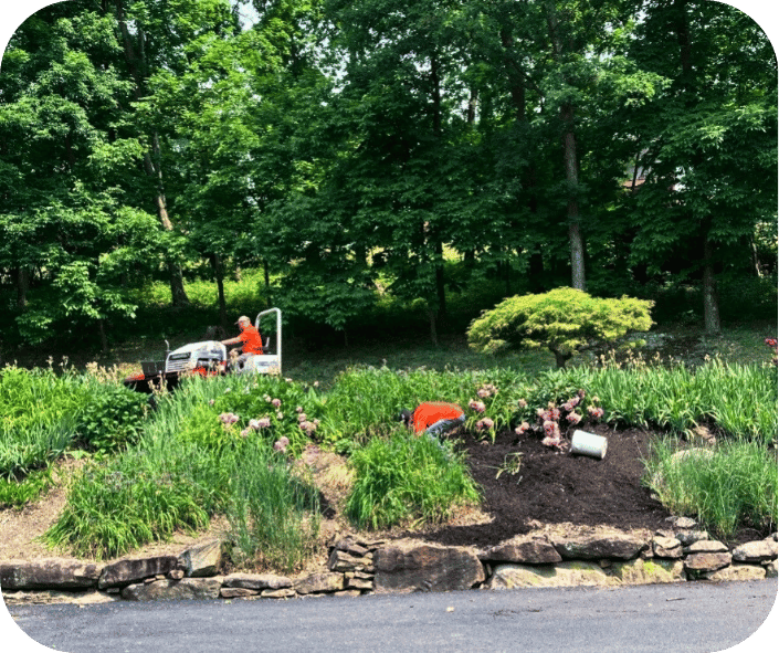 Landscapers working on a large garden bed, planting flowers and spreading mulch, with a backdrop of dense green trees and shrubs.