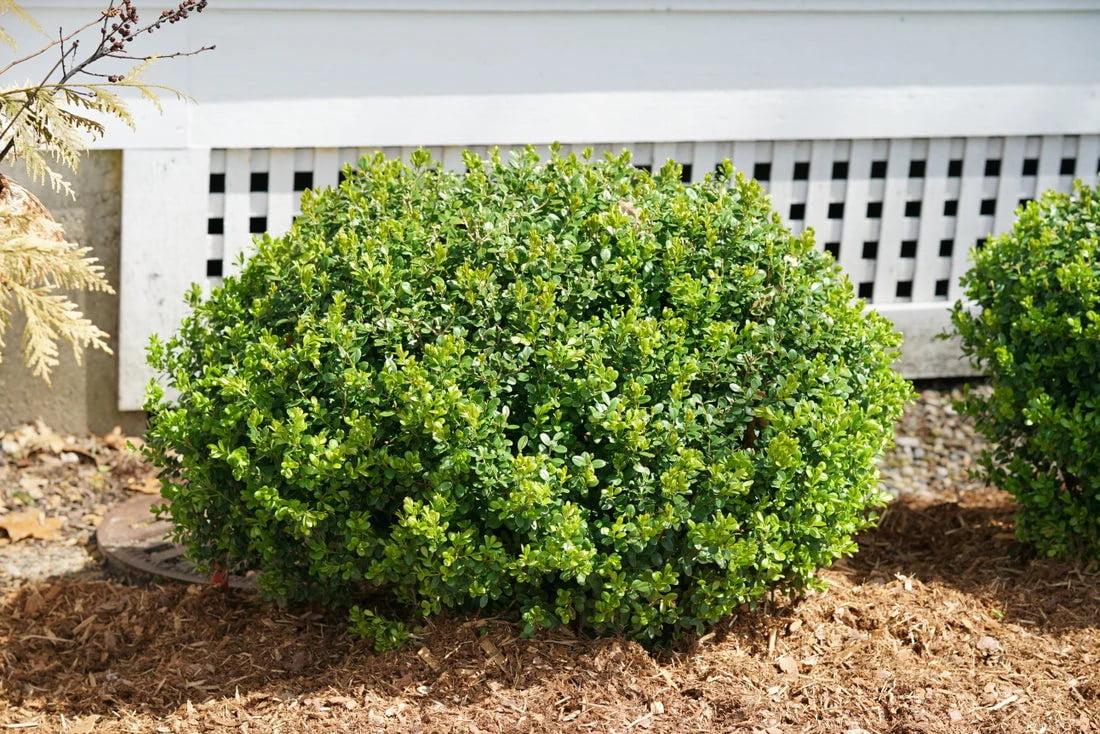 Plant Spotlight: Why the Sprinter Boxwood Makes the Perfect Container Planting