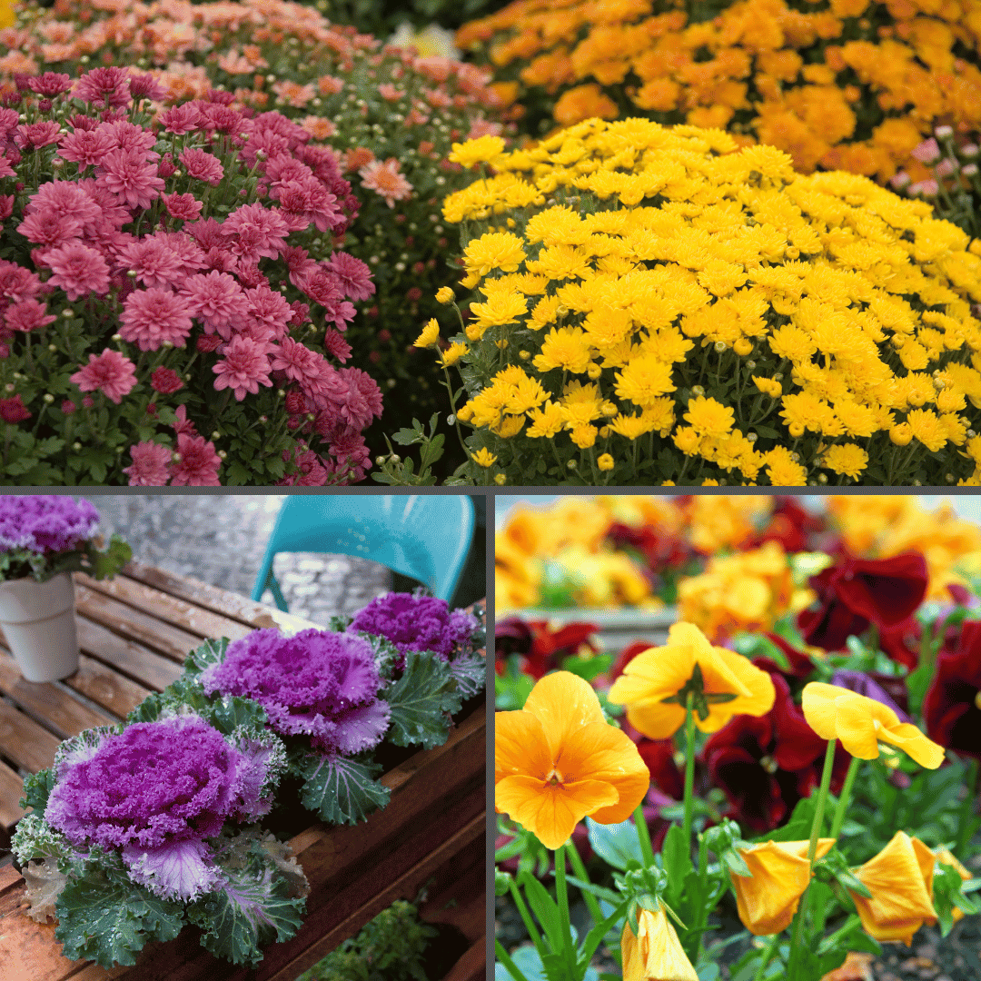 This collage features four distinct images of vibrant flowers. The top left image shows clusters of pink chrysanthemums, while the top right showcases bright yellow chrysanthemums. The bottom left displays ornamental cabbages with vivid purple centers, and the bottom right presents a close-up of cheerful yellow pansies with some red ones in the background.