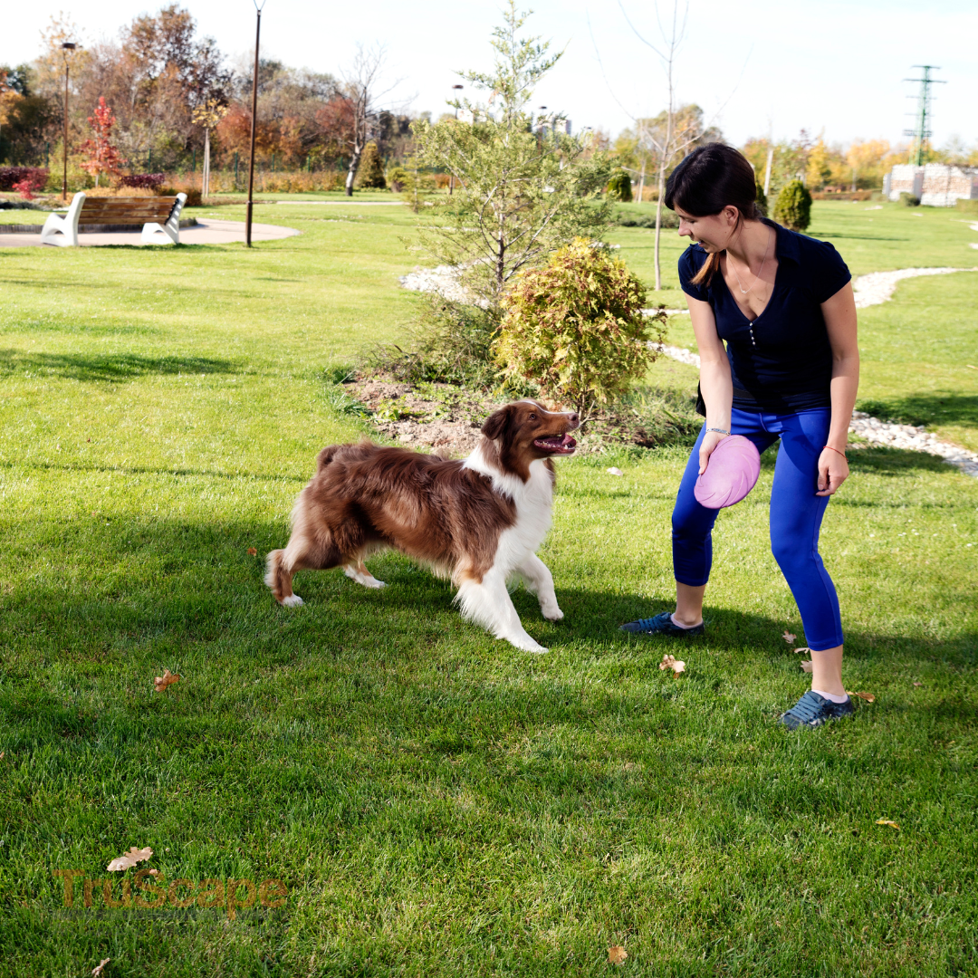 Woman playing fetch with a brown and white Australian Shepherd in a park on a sunny day.