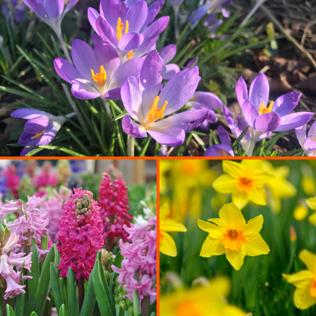 Collage of vibrant spring flowers, featuring purple crocuses, pink and purple hyacinths, and yellow daffodils in full bloom.