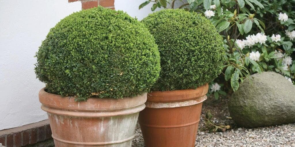 Two neatly trimmed boxwood shrubs in terracotta pots placed on gravel near a white wall, with blooming white flowers in the background.