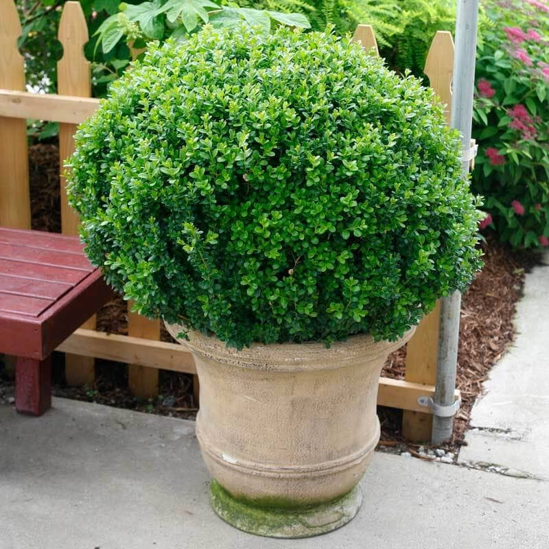 Lush, round boxwood shrub in a large stone planter, placed on a patio near a wooden fence and bench, surrounded by greenery.