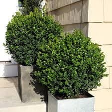 Two round boxwood shrubs in square concrete planters, placed along the side of a building with beige siding.