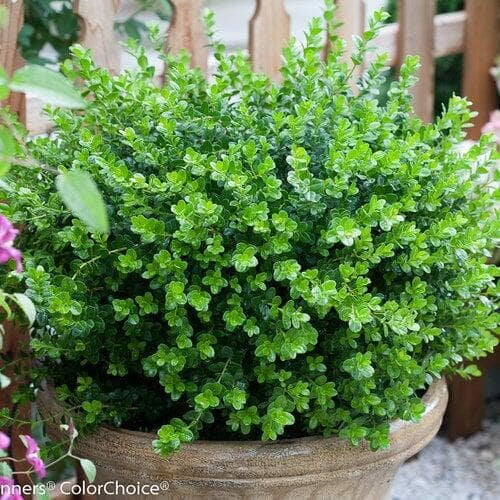 Vibrant boxwood shrub in a rustic stone planter, set near a wooden fence and surrounded by flowering plants.