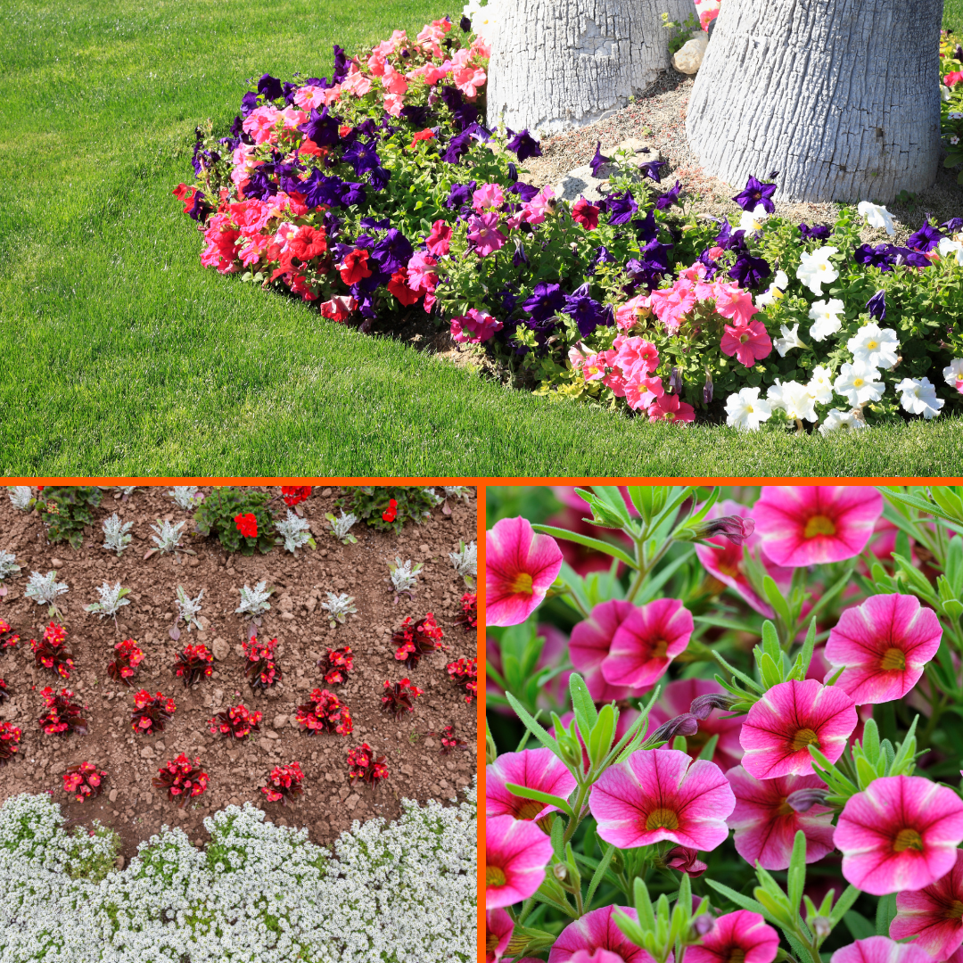 Collage of colorful flower beds, featuring vibrant petunias surrounding tree trunks, a neatly arranged garden bed with red and white flowers, and close-up of pink calibrachoa blooms.