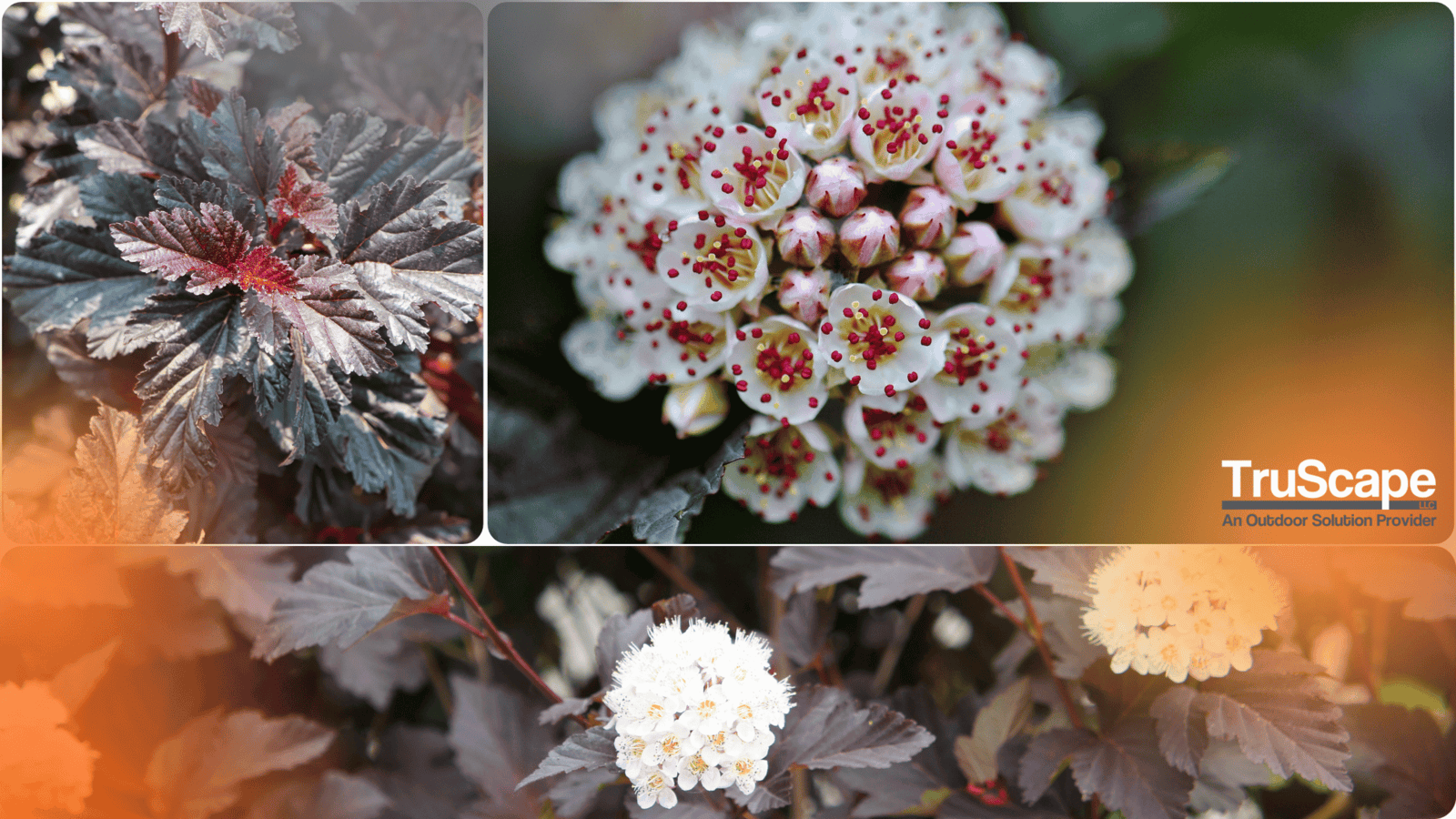 Plant Spotlight: Summer Wine Ninebark