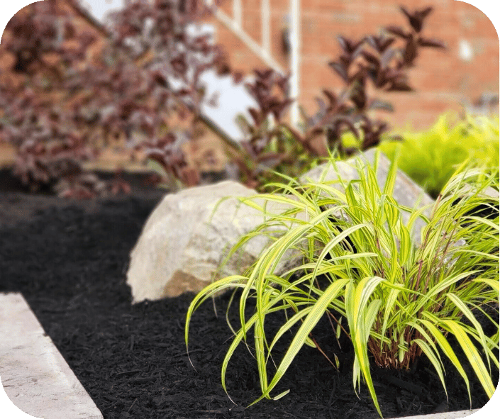 Close-up of a landscaped garden bed with black mulch, green ornamental grass, and large decorative rocks in front of a brick building.