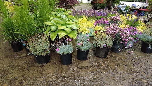 Plants Staged for an Upcoming Installation